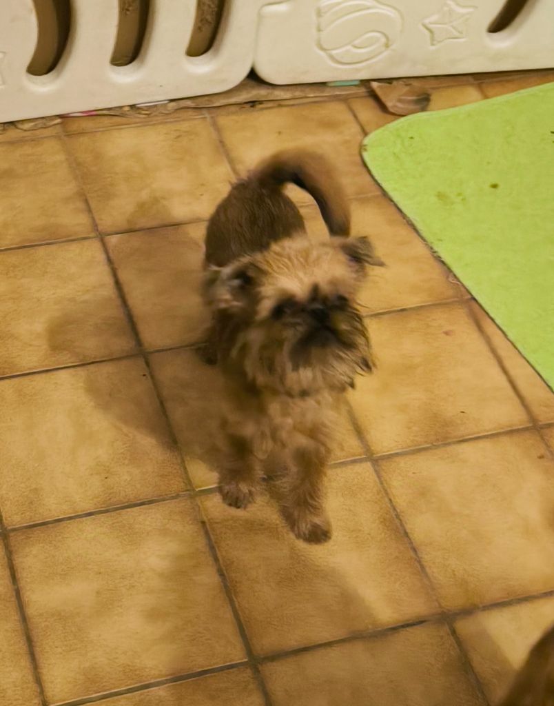 du Grand Cuzac - Chiot disponible  - Griffon bruxellois