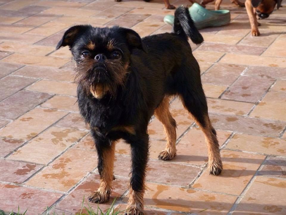 CH. Ike du Grand Cuzac