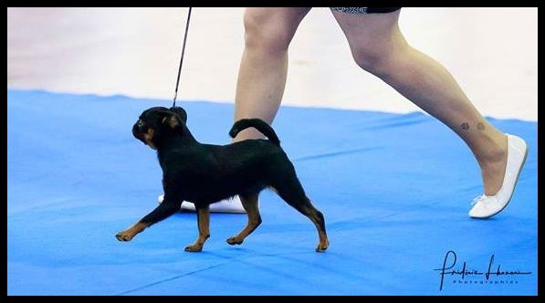 CH. Love at first sight du Grand Cuzac