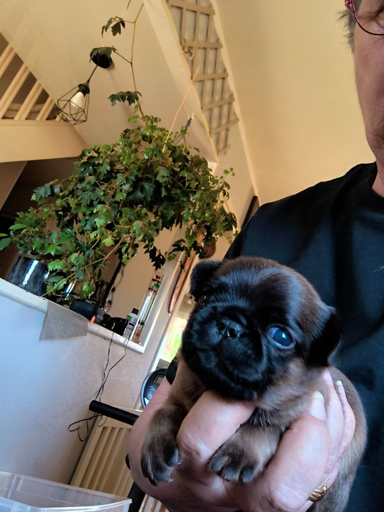 du Grand Cuzac - Chiots disponibles - Griffon bruxellois