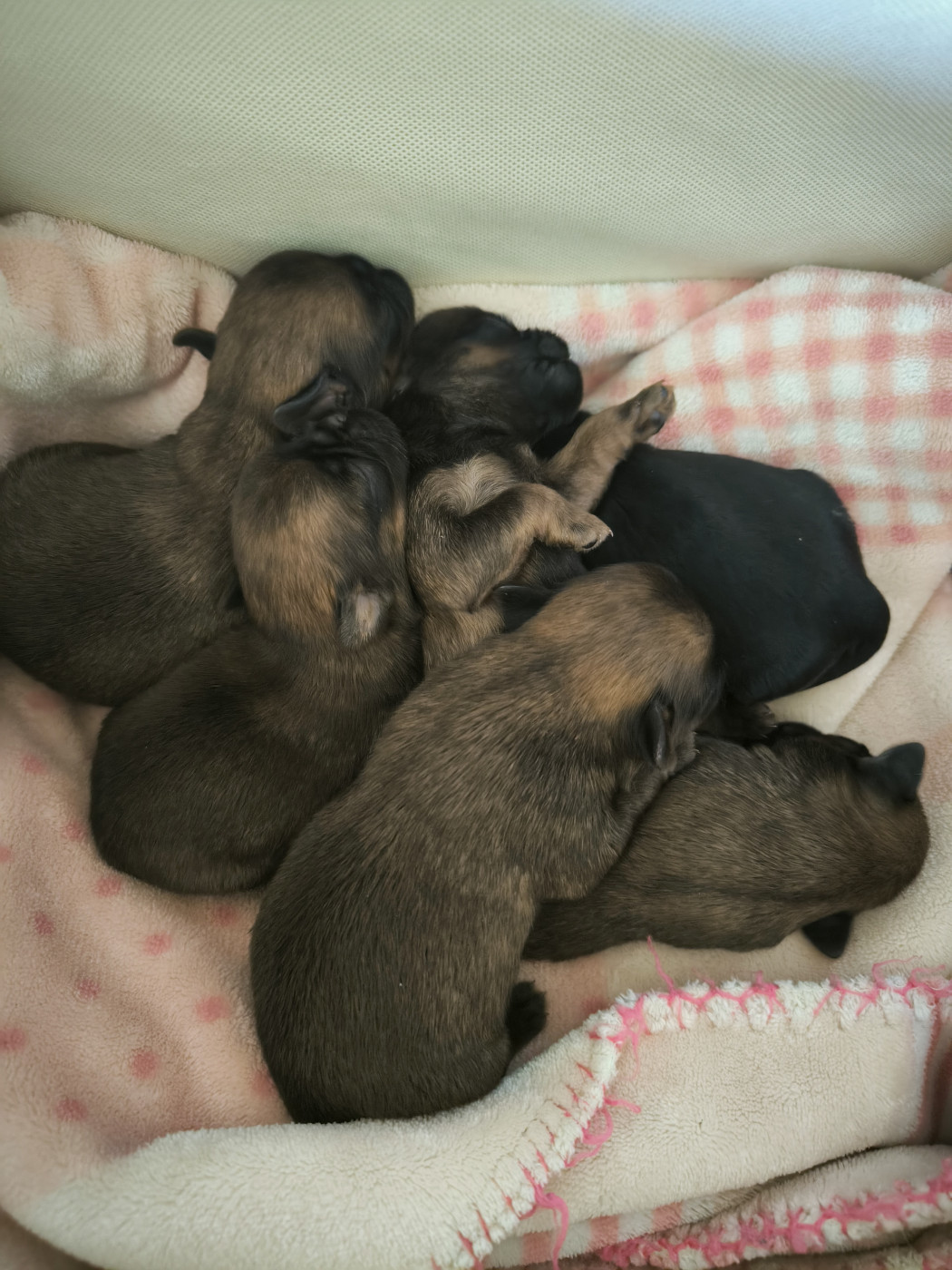 Chiot Griffon bruxellois du Grand Cuzac