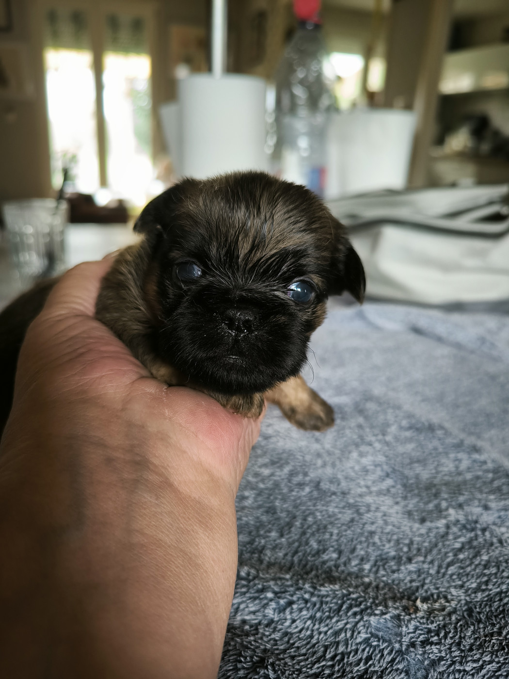 du Grand Cuzac - Chiots disponibles - Griffon bruxellois