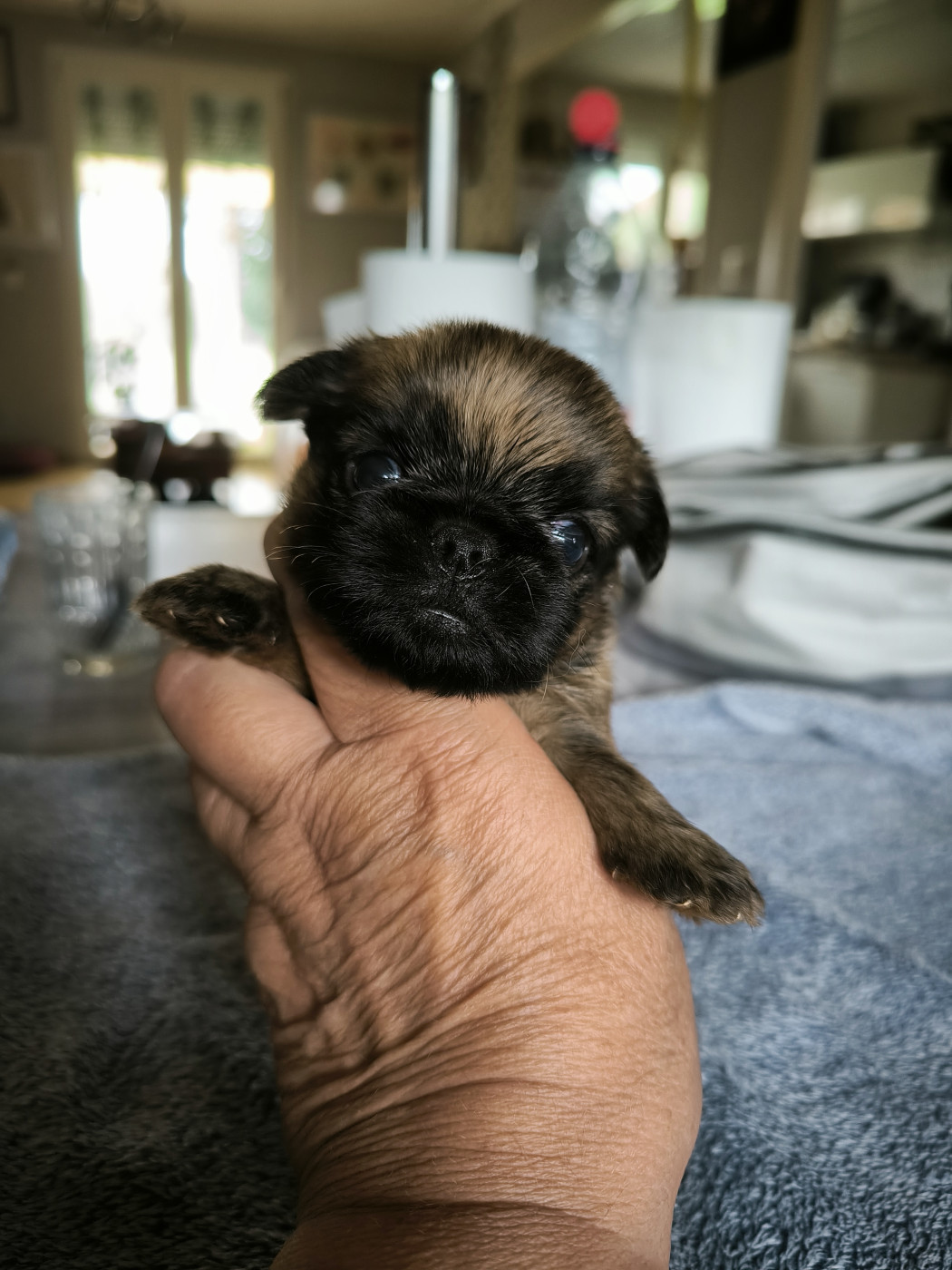 du Grand Cuzac - Chiots disponibles - Griffon bruxellois