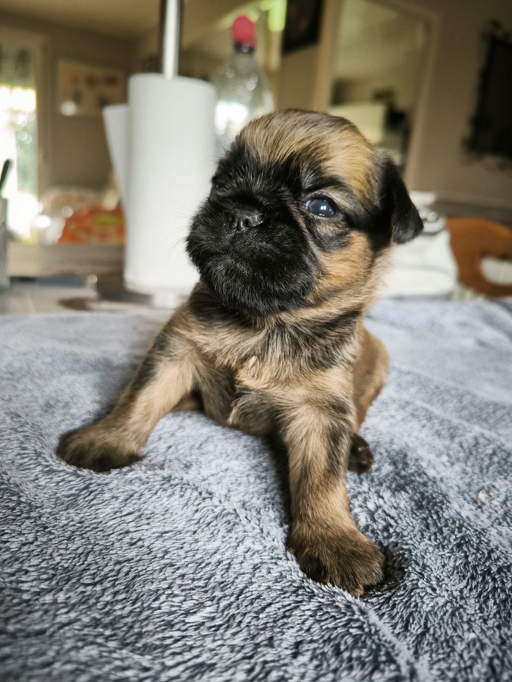 du Grand Cuzac - Chiots disponibles - Griffon bruxellois