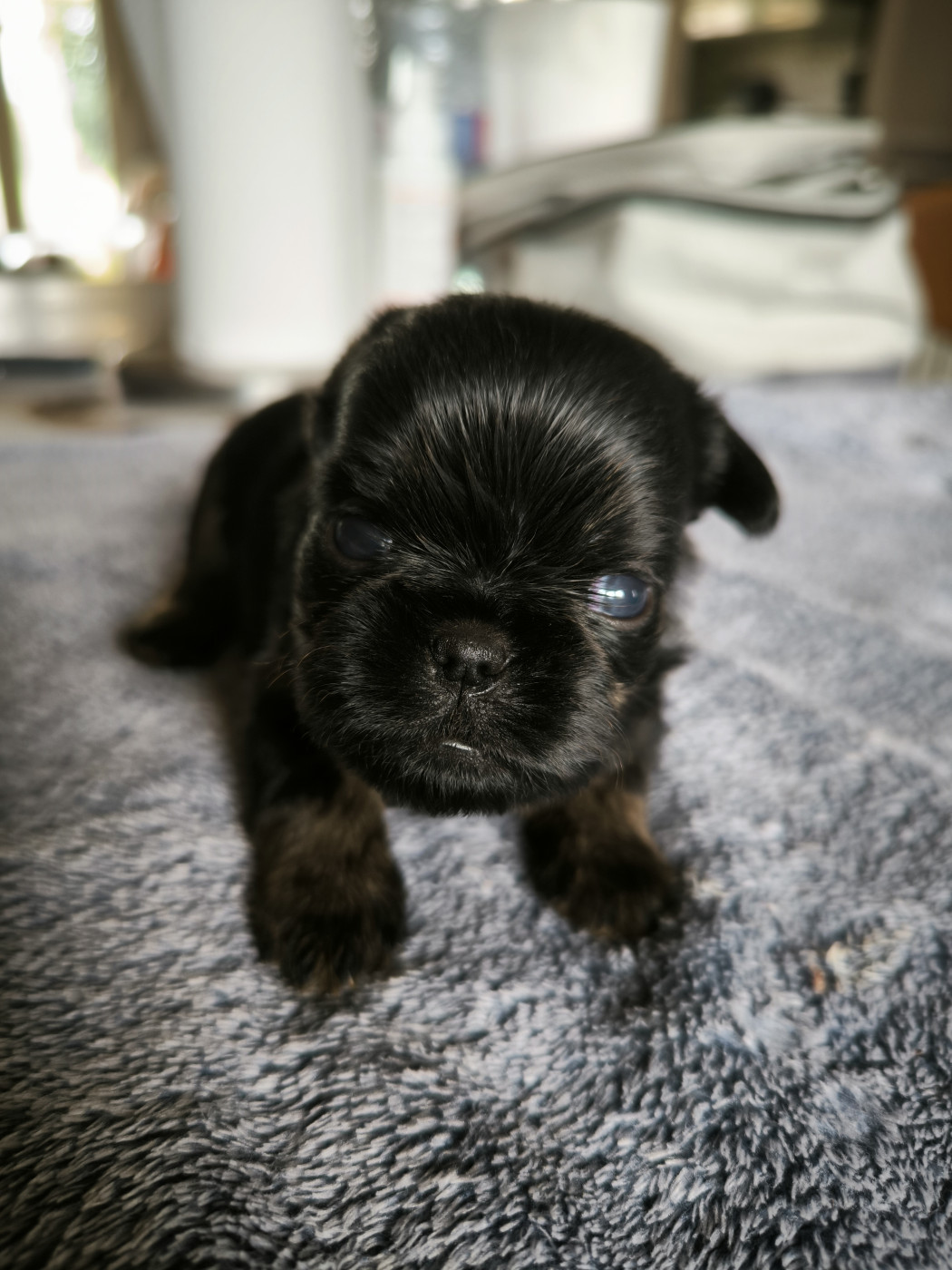 du Grand Cuzac - Chiots disponibles - Griffon bruxellois