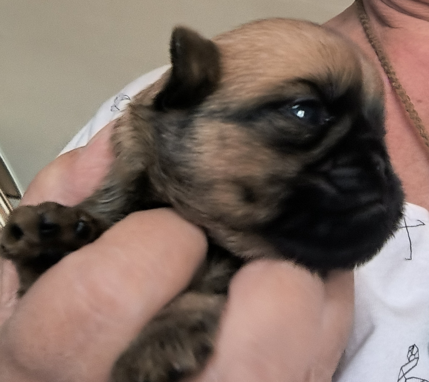 du Grand Cuzac - Chiots disponibles - Griffon belge