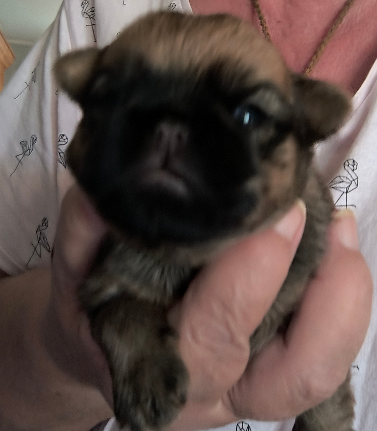 du Grand Cuzac - Chiots disponibles - Griffon bruxellois