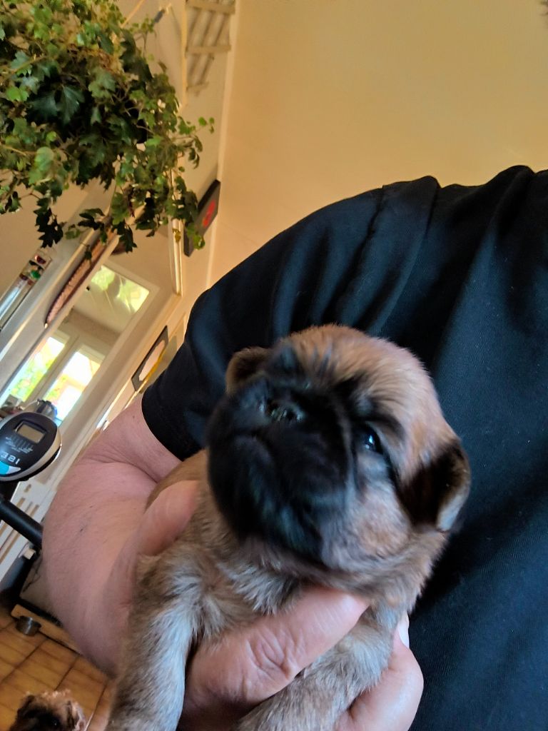 du Grand Cuzac - Chiots disponibles - Griffon bruxellois