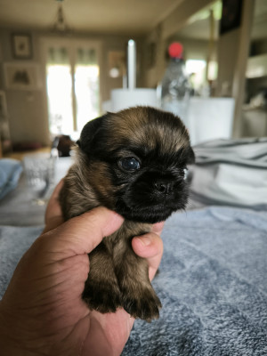 Chiot N°3