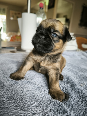 Chiot N°4