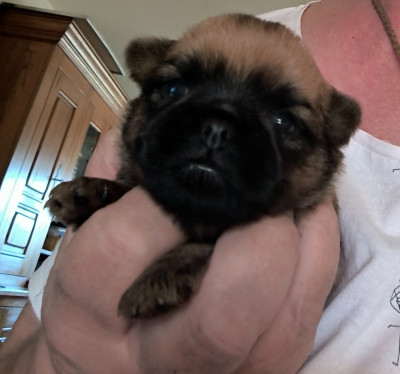 CHIOT 2