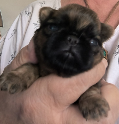 CHIOT 3