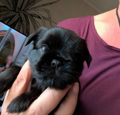 CHIOT 1