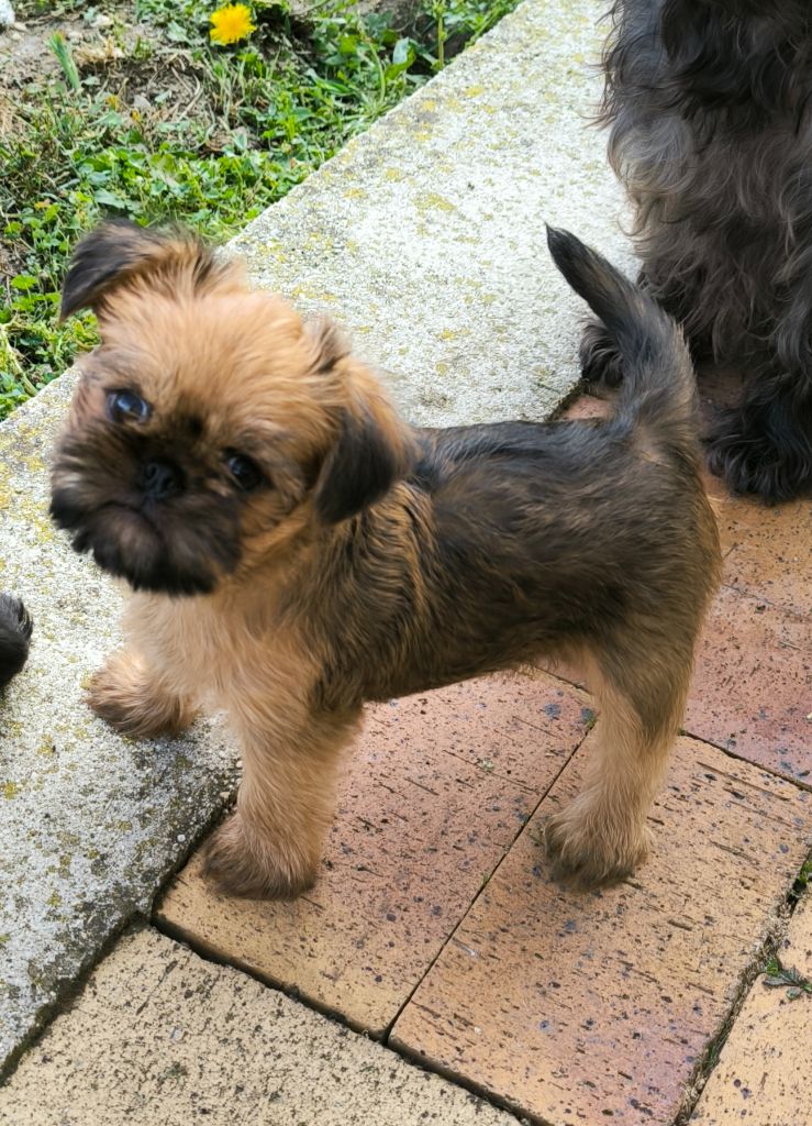 du Grand Cuzac - Chiots disponibles - Griffon belge